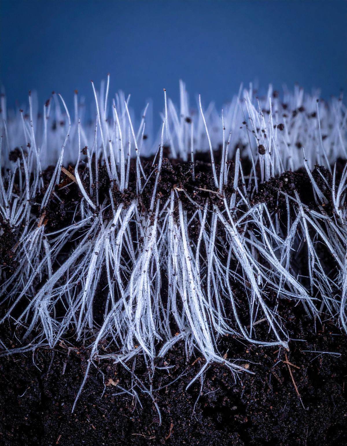 Raíces finas atravesando el sustrato oscuro, estructura que sostiene el crecimiento
